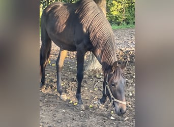 Westphalian, Gelding, 3 years, 16.3 hh, Bay-Dark