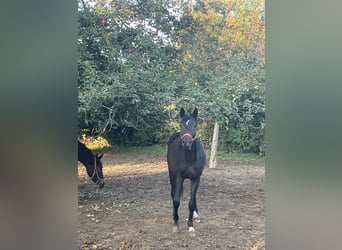 Westphalian, Gelding, 3 years, 16.3 hh, Bay-Dark
