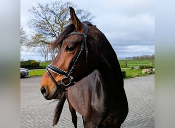 Westphalian, Gelding, 3 years, 16.3 hh, Brown
