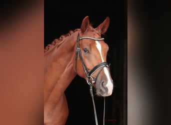 Westphalian, Gelding, 3 years, 16,3 hh, Chestnut-Red