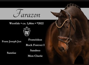 Westphalian, Gelding, 3 years, 16 hh, Bay-Dark