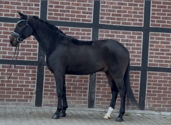 Westphalian, Gelding, 3 years, 16 hh, Bay-Dark