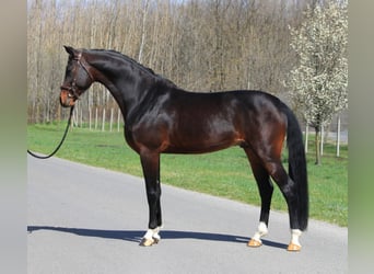 Westfale, Wallach, 3 Jahre, 16 hh, Dunkelbrauner