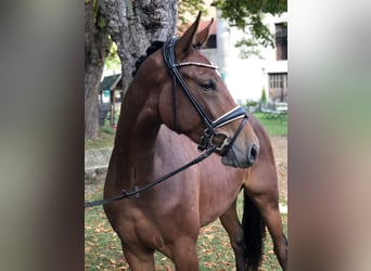 Westphalian, Gelding, 3 years, 16 hh, Brown