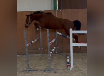 Westphalian, Gelding, 3 years, 16 hh, Brown