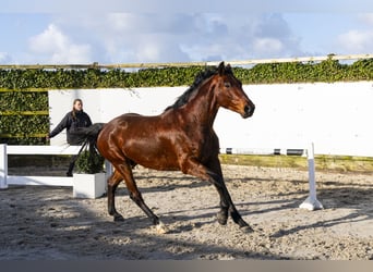Westphalian, Gelding, 3 years, 16 hh, Brown