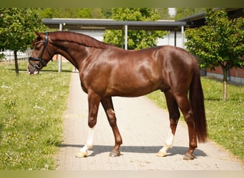 Westphalian, Gelding, 3 years, 16 hh, Chestnut