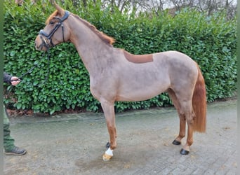 Westphalian, Gelding, 3 years, 16 hh, Chestnut-Red