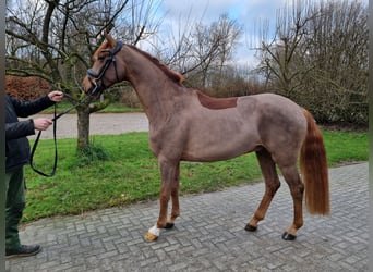 Westphalian, Gelding, 3 years, 16 hh, Chestnut-Red