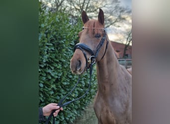 Westphalian, Gelding, 3 years, 16 hh, Chestnut-Red