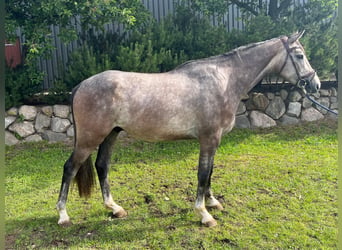 Westphalian, Gelding, 3 years, 16 hh, Grey-Dapple