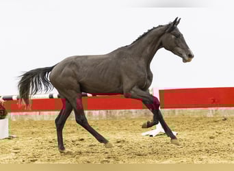 Westphalian, Gelding, 3 years, 16 hh