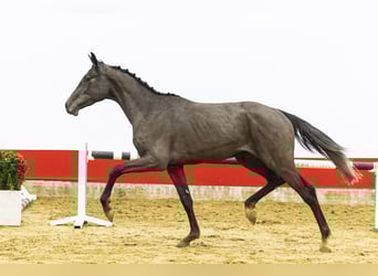 Westphalian, Gelding, 3 years, 16 hh