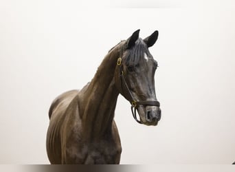 Westphalian, Gelding, 3 years, 16 hh