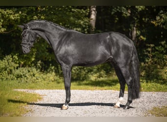 Westphalian, Gelding, 3 years, 16 hh, Smoky-Black