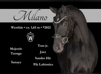 Westphalian, Gelding, 3 years, 16 hh, Smoky-Black