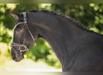 Westphalian, Gelding, 3 years, 16 hh, Smoky-Black