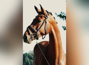 Westphalian, Gelding, 3 years, 16,1 hh, Brown