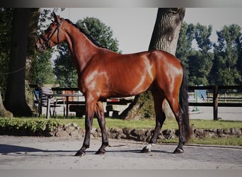 Westphalian, Gelding, 3 years, 16,1 hh, Brown