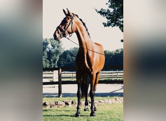 Westphalian, Gelding, 3 years, 16,1 hh, Brown