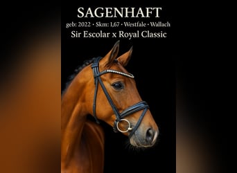 Westphalian, Gelding, 3 years, 16,1 hh, Brown