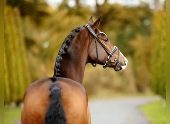 Westphalian, Gelding, 3 years, 16,1 hh, Brown
