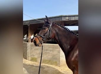 Westphalian, Gelding, 3 years, 16,1 hh, Brown