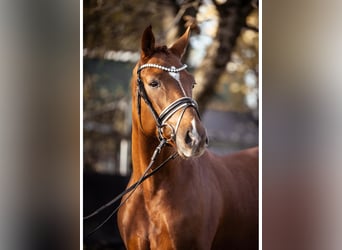 Westphalian, Gelding, 3 years, 16,1 hh, Chestnut-Red