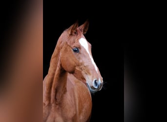 Westphalian, Gelding, 3 years, 16,1 hh, Chestnut-Red