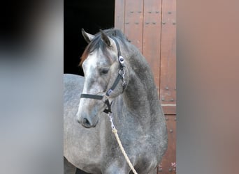 Westphalian, Gelding, 3 years, 16,1 hh, Grey