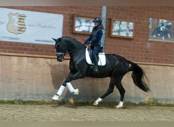 Westphalian, Gelding, 3 years, 16,2 hh, Black