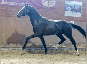 Westphalian, Gelding, 3 years, 16,2 hh, Black