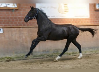 Westphalian, Gelding, 3 years, 16,2 hh, Black