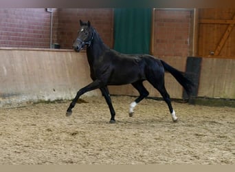 Westphalian, Gelding, 3 years, 16,2 hh, Black