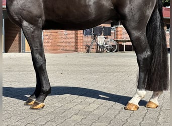 Westphalian, Gelding, 3 years, 16,2 hh, Black