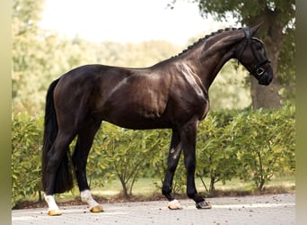 Westphalian, Gelding, 3 years, 16,2 hh, Black