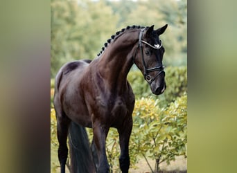 Westphalian, Gelding, 3 years, 16,2 hh, Black