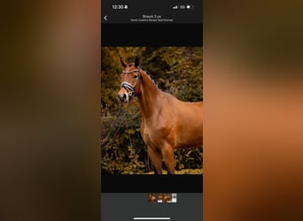 Westphalian, Gelding, 3 years, 16,2 hh, Brown