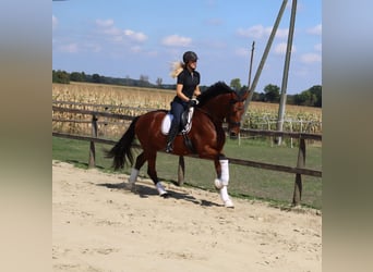 Westphalian, Gelding, 3 years, 16,2 hh, Brown