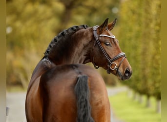 Westphalian, Gelding, 3 years, 16,2 hh, Brown