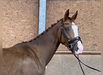 Westphalian, Gelding, 3 years, 16,2 hh, Chestnut