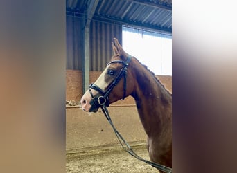 Westphalian, Gelding, 3 years, 16,2 hh, Chestnut