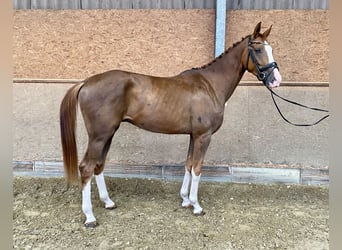 Westphalian, Gelding, 3 years, 16,2 hh, Chestnut