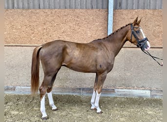 Westphalian, Gelding, 3 years, 16,2 hh, Chestnut