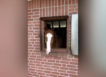 Westphalian, Gelding, 3 years, 16,2 hh, Chestnut-Red