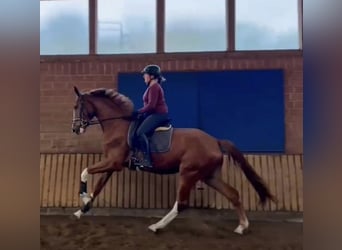 Westphalian, Gelding, 3 years, 16,2 hh, Chestnut-Red