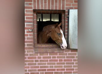 Westphalian, Gelding, 3 years, 16,2 hh, Chestnut-Red