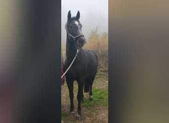 Westphalian, Gelding, 3 years, 16,2 hh, Grey