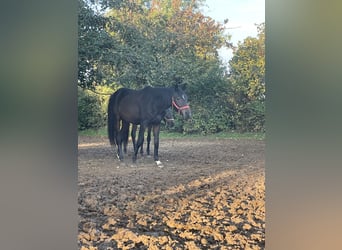 Westphalian, Gelding, 3 years, 16,3 hh, Bay-Dark