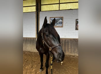 Westphalian, Gelding, 3 years, 17.1 hh, Black